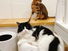 -李小姐の猫咖啡馆(五角场店)