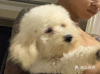 不知不觉我家米粒已经陪伴我们六个月了