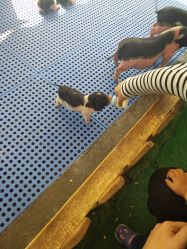 -萌宠亲子动物乐园(槐房万达店)