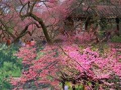 -杭州植物园
