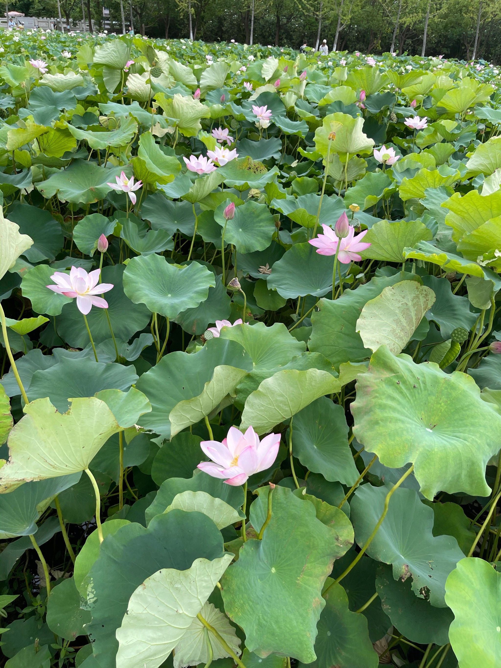 嘉北郊野公园的荷花池