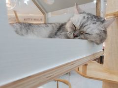 -喵园·猫主题咖啡厅·撸猫·猫咖(国贸店)