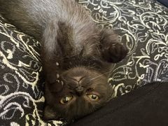 -pd派德宠物中心医院24H急重症·眼科中心·血液透析中心(嵩山北路店)