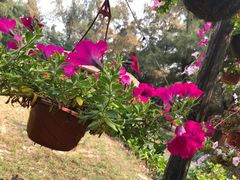 -北海金海湾红树林生态旅游区