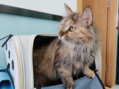 -中农大我爱我爱动物医院·核磁CT·猫病·24小时夜诊中心(石佛营店)