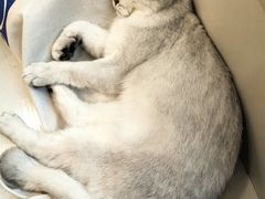 -Let's go狗咖·猫咖·奶狗·桌游(春熙路IFS店)