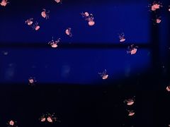 -西安曲江海洋极地公园