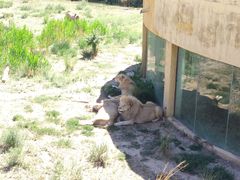 -新疆天山野生动物园