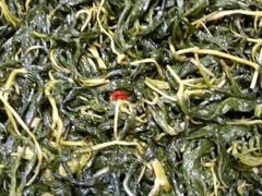 甘蔗炖排骨-森记鱼粥