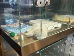 -FAELING PETS美天灵宠物(富力广场店)