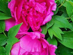 -哈尔滨文化公园