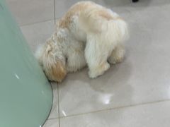 -佳雯宠物医院·皮肤科·内外科(春晓路分院)