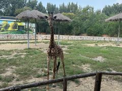 -北京野生动物园