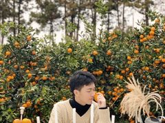 -柑橘农场
