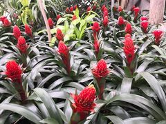 -北京植物园-展览温室
