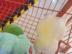 -可爱抓 COCO  GOTCHA(天津鹏欣水游城店)