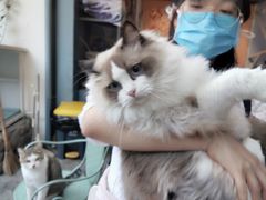 -喵屿·大理花园猫咖