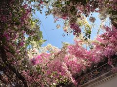 -深圳国际园林花卉博览园