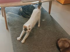 -平行世界·猫咖(首经贸店)