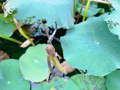 -荷塘月色湿地公园·向阳花洲