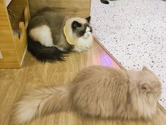 -滚猫咖啡·猫咖·猫友好撸猫(未来城店)