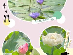 -荷塘月色湿地公园·向阳花洲