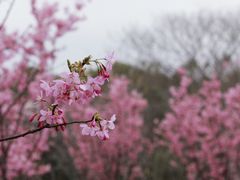-顾村公园