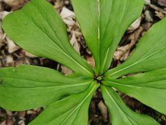 -五女峰国家森林公园