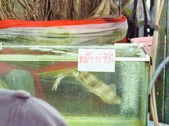 -拉威海鲜市场