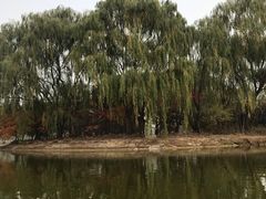 -大兴滨河森林公园