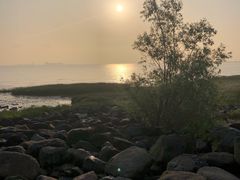 -吴淞炮台湾湿地森林公园烧烤区