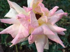 -人民公园(罗湖区)