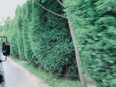 -日照海滨国家森林公园