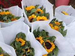 -循礼门鲜花花市(武汉循礼门店)