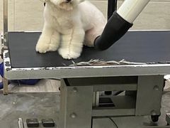 -暖阳宠物医院·犬猫康复中心·骨科