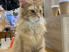 -藏猫猫咖啡主题馆(中央大道店)