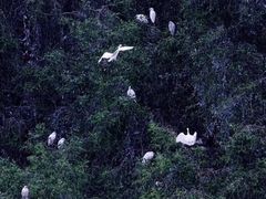 -大湾区中央湿地公园