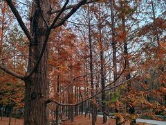-白水寺森林公园
