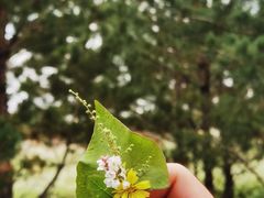 -苏泊罕大草原旅游景区