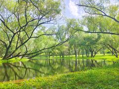 -上海共青森林公园