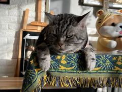 -平行世界·猫咖(首经贸店)