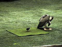 -新加坡飞禽公园