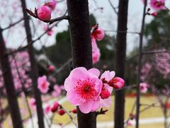 -顾村公园