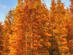 -白鹭湾湿地公园