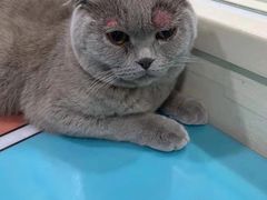-子乐宠物医院