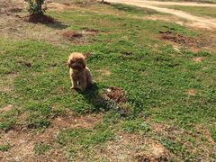 -伟伟宠物医院·CT影像中心·瑞派犬猫综合性门诊(汉口总院)
