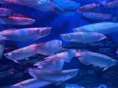 -多彩贵州城极地海洋世界