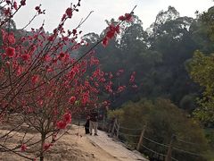 -南国桃园旅游度假区