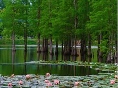 -白鹭湾湿地公园