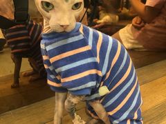 -more than meow吴止猫主题餐厅(承德 中船汇店)